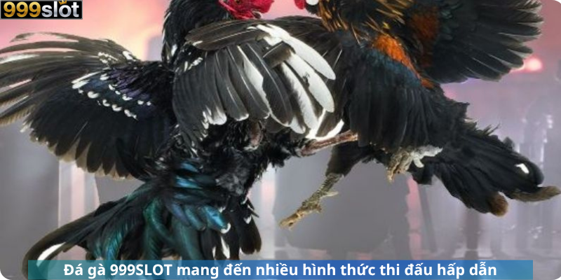 Đá gà 999SLOT mang đến nhiều hình thức thi đấu hấp dẫn